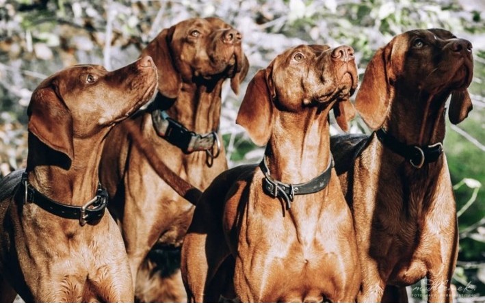 Vier Vizslas aufmerksam im Wald